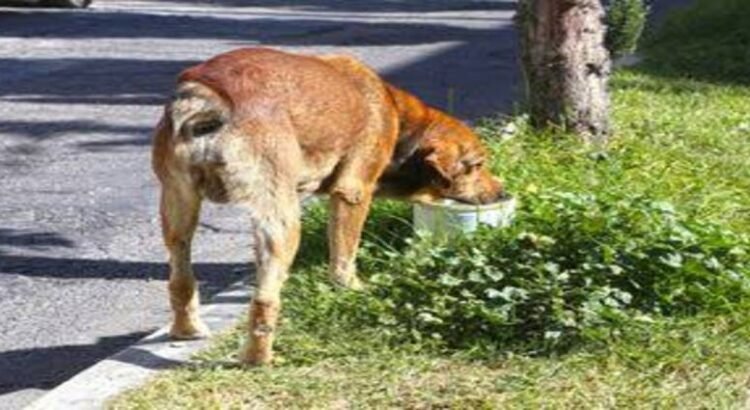 Entre ‘risas’ dos sujetos cometen maltrato animal en Hidalgo