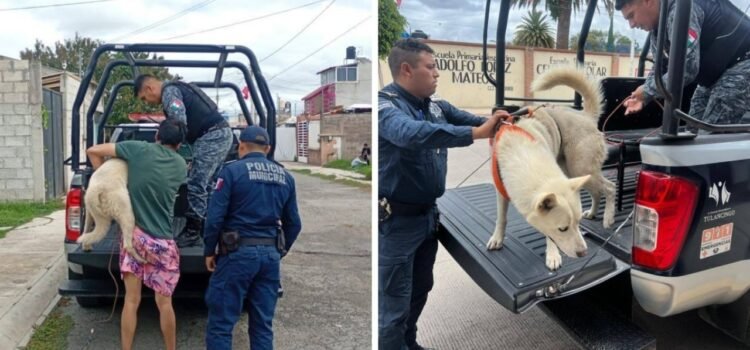 Rescatan a lomito víctima de maltrato en Tulancingo