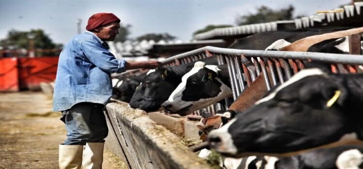Sector lechero, en riesgo de quebrar en Hidalgo