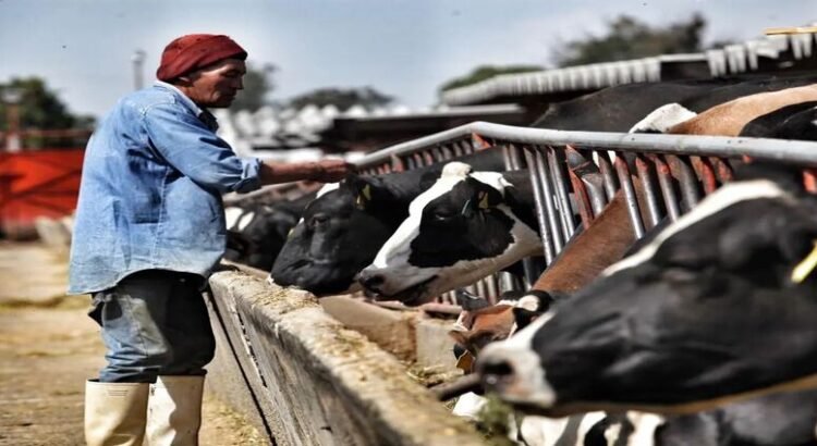 Sector lechero, en riesgo de quebrar en Hidalgo