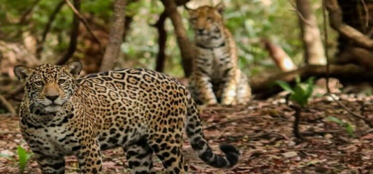 Proponen corredor biocultural para proteger a jaguar en Hidalgo
