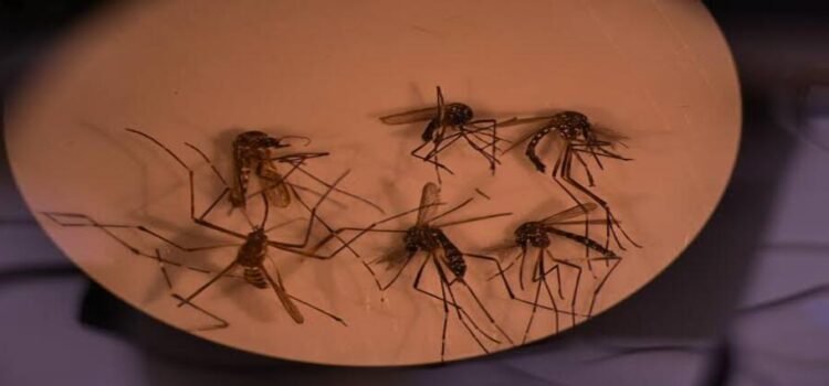 Suma Hidalgo 186 casos de dengue