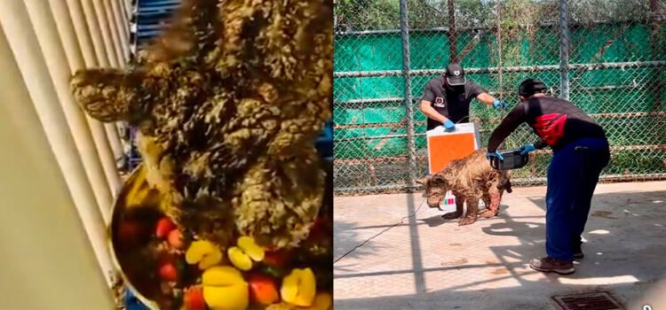 La osa “Mina” es trasladada a fundación en Hidalgo