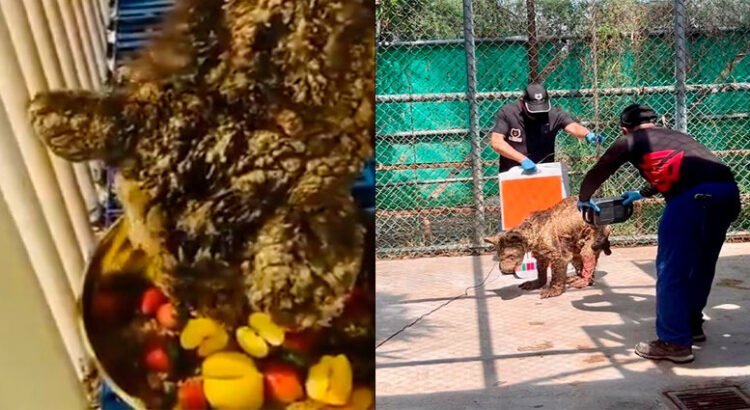 La osa “Mina” es trasladada a fundación en Hidalgo
