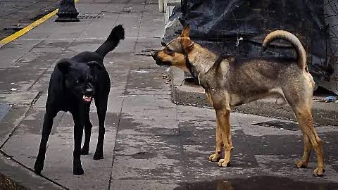 Aplican vacuna antirrábica a perros callejeros