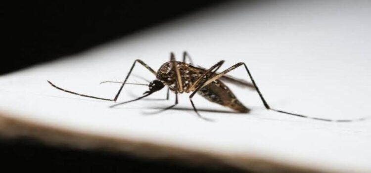 Hidalgo rebasa los 200 casos de dengue en solo nueve meses
