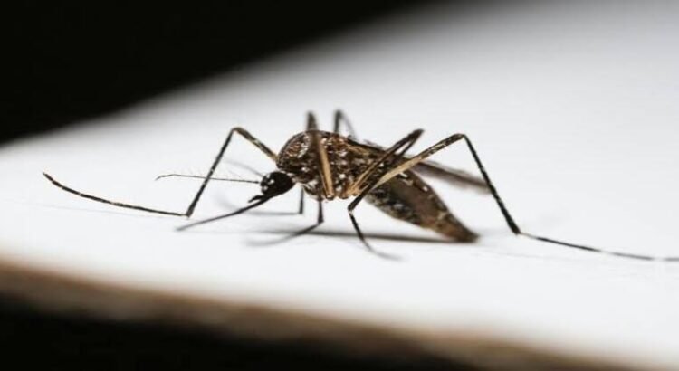 Hidalgo rebasa los 200 casos de dengue en solo nueve meses