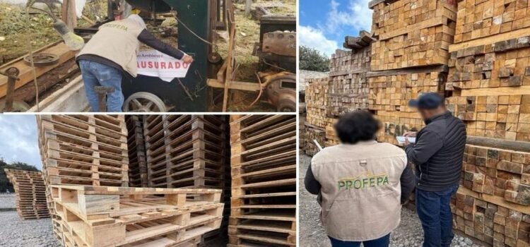 Profepa clausura un aserradero ilegal en Agua Blanca, Hidalgo