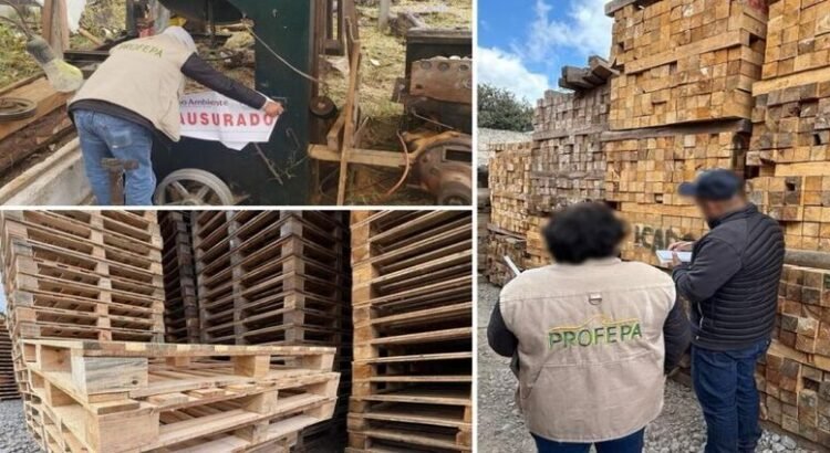 Profepa clausura un aserradero ilegal en Agua Blanca, Hidalgo Profepa clausura un aserradero ilegal en Agua Blanca, Hidalgo