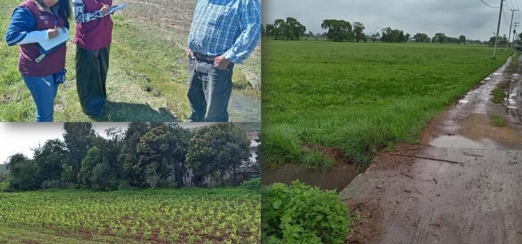 Campos de maíz y frijol alcanzan madurez; mínima afectación por heladas