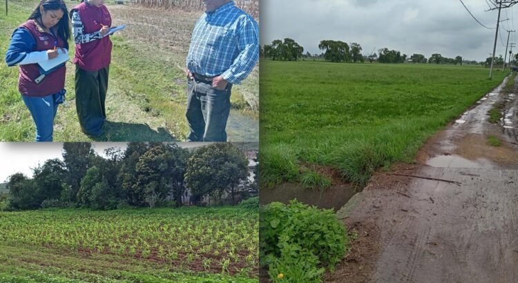 Campos de maíz y frijol alcanzan madurez; mínima afectación por heladas Campos de maíz y frijol alcanzan madurez; mínima afectación por heladas