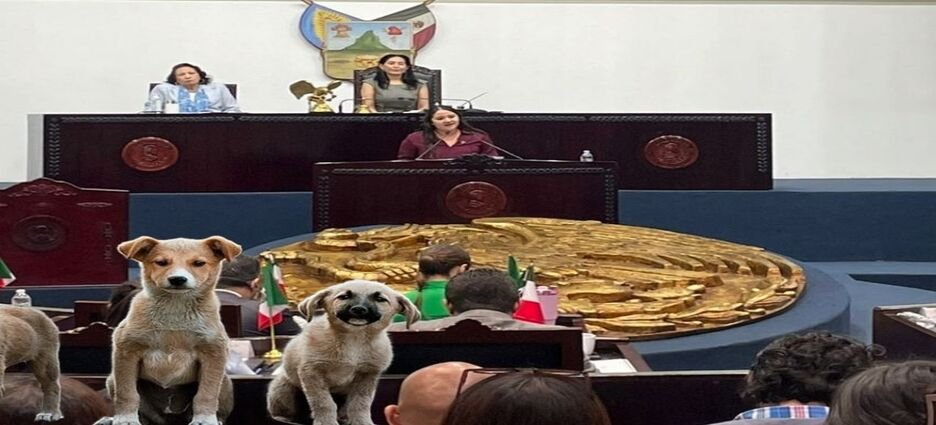 Propone Congreso de Hidalgo obligar a dueños a responder por crías de sus mascotas