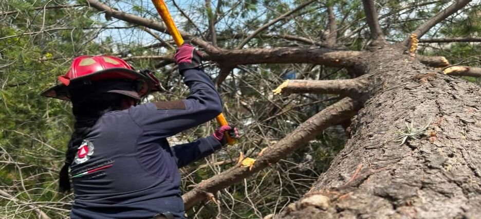 Protección Civil atiende caída de 28 árboles y rescata a una persona en Hidalgo